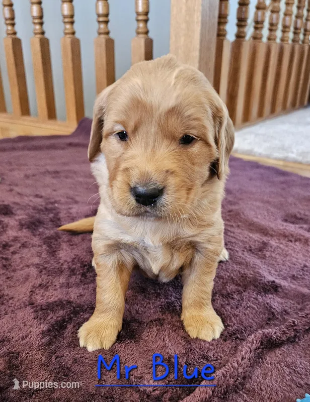 Mr. Blue – Golden Retriever puppy for sale in Morrill, KS