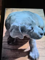 Lexus , a female Cane Corso for sale in Naugatuck, CT – 6 of 10