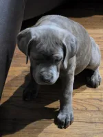 Beauty , a female Cane Corso for sale in Naugatuck, CT – 3 of 5