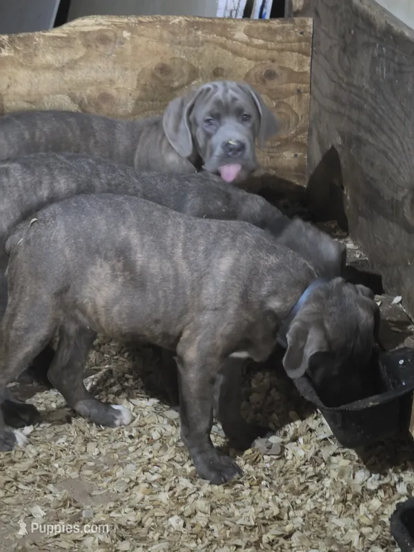 Lexus  – Cane Corso puppy for sale in Naugatuck, CT