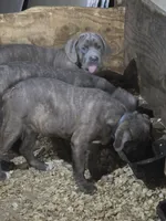 Lexus , a female Cane Corso for sale in Naugatuck, CT – 1 of 10