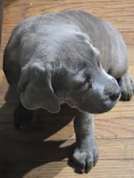 Beauty , a female Cane Corso for sale in Naugatuck, CT – 2 of 5