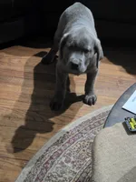 Busta, a male Cane Corso for sale in Naugatuck, CT – 7 of 7