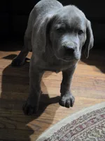 Busta, a male Cane Corso for sale in Naugatuck, CT – 4 of 7