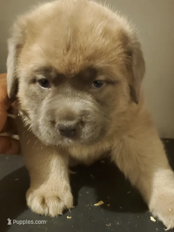 Mack – Cane Corso puppy for sale in Naugatuck, CT