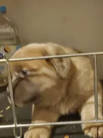 Mack, a male Cane Corso for sale in Naugatuck, CT – Photo 2 of 2