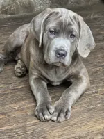 Lexus , a female Cane Corso for sale in Naugatuck, CT – 5 of 10