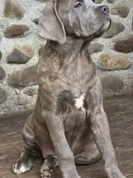 Lexus , a female Cane Corso for sale in Naugatuck, CT – 3 of 10