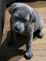 Beauty , a female Cane Corso for sale in Naugatuck, CT – 5 of 5