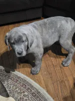 Busta, a male Cane Corso for sale in Naugatuck, CT – 5 of 7