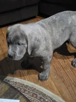 Busta, a male Cane Corso for sale in Naugatuck, CT – 6 of 7