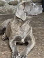Lexus , a female Cane Corso for sale in Naugatuck, CT – 9 of 10