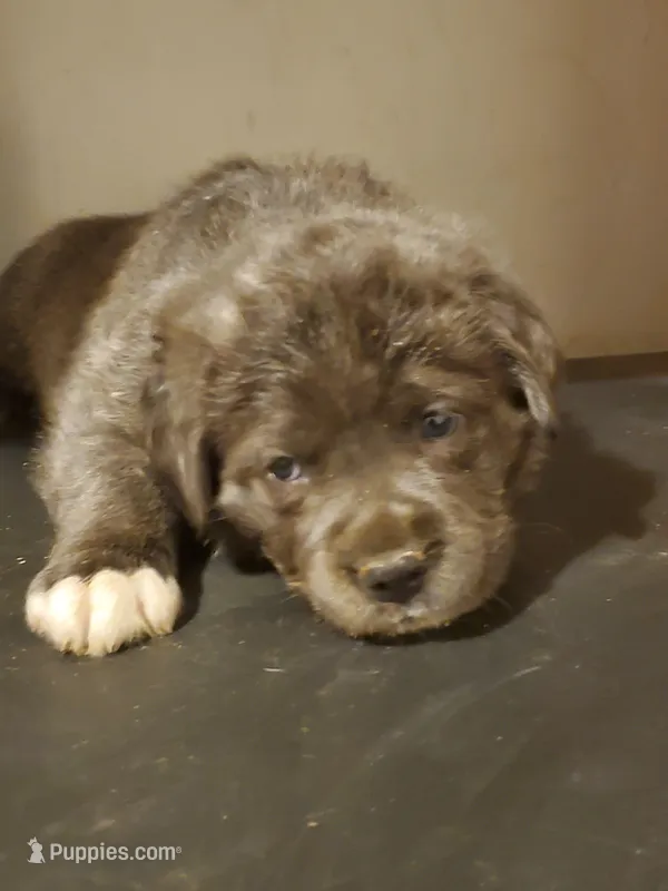 Hulk  – Cane Corso puppy for sale in Naugatuck, CT