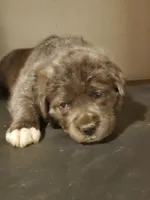 Hulk , a male Cane Corso for sale in Naugatuck, CT – Photo 1 of 2