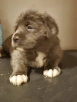 Hulk , a male Cane Corso for sale in Naugatuck, CT – Photo 2 of 2