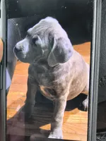 Lexus , a female Cane Corso for sale in Naugatuck, CT – 8 of 10