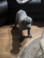 Busta, a male Cane Corso for sale in Naugatuck, CT – 2 of 7