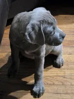 Beauty , a female Cane Corso for sale in Naugatuck, CT – 4 of 5
