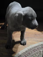 Busta, a male Cane Corso for sale in Naugatuck, CT – 3 of 7