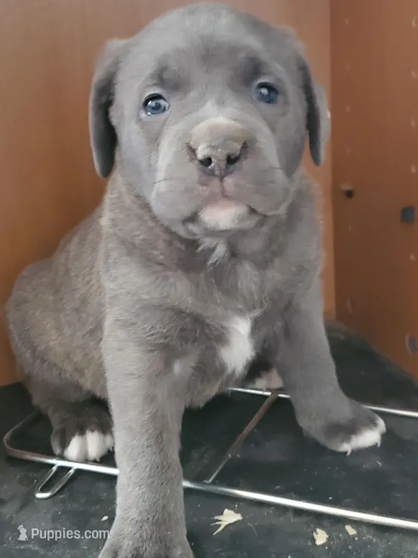 Beauty  – Cane Corso puppy for sale in Naugatuck, CT