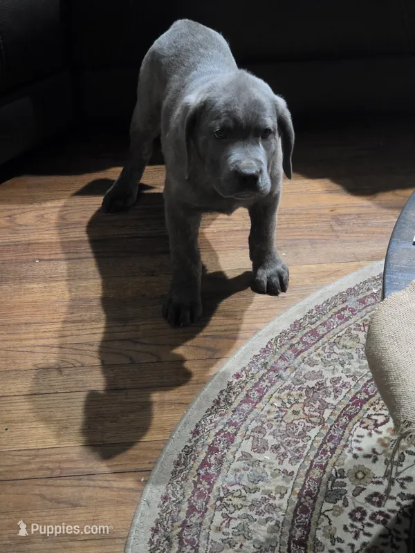 Busta – Cane Corso puppy for sale in Naugatuck, CT