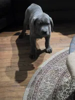 Busta, a male Cane Corso for sale in Naugatuck, CT – 1 of 7