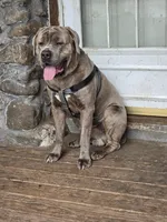 Lexus , a female Cane Corso for sale in Naugatuck, CT – 9 of 10