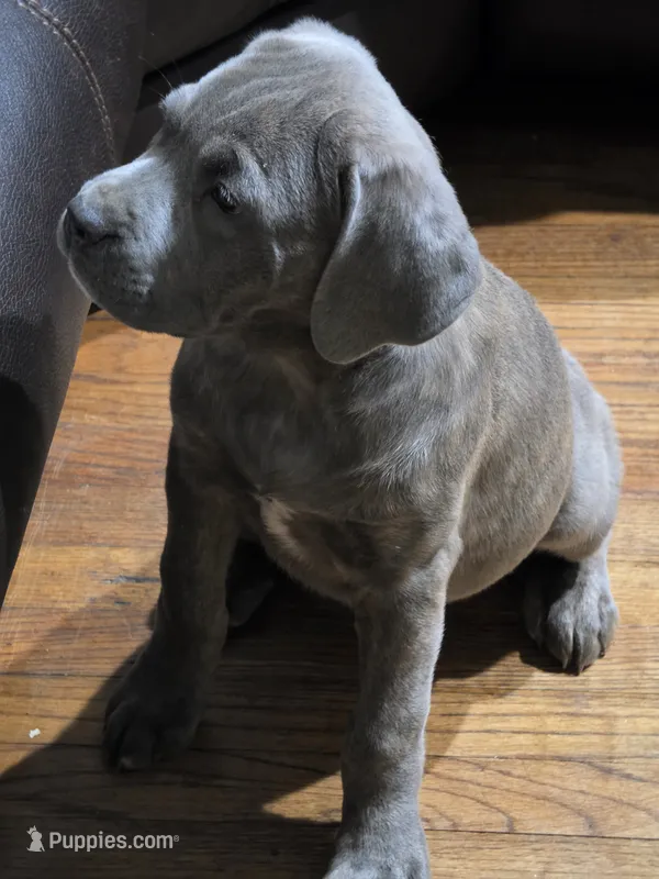 Beauty  – Cane Corso puppy for sale in Naugatuck, CT