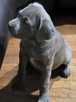 Beauty , a female Cane Corso for sale in Naugatuck, CT – 1 of 5