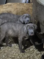 Lexus , a female Cane Corso for sale in Naugatuck, CT – 2 of 10