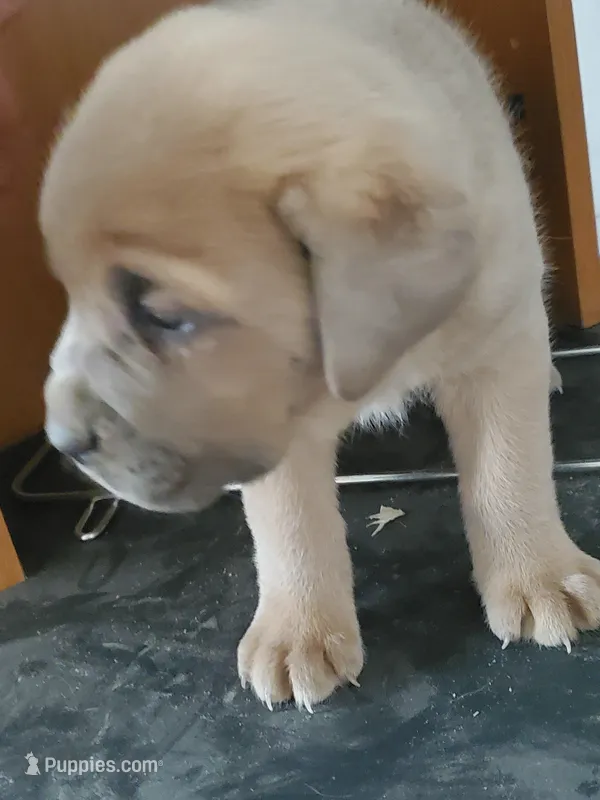 Kink – Cane Corso puppy for sale in Naugatuck, CT