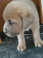 Kink, a male Cane Corso for sale in Naugatuck, CT – Photo 1 of 2