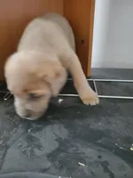 Kink, a male Cane Corso for sale in Naugatuck, CT – Photo 2 of 2