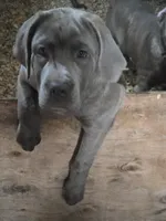Lexus , a female Cane Corso for sale in Naugatuck, CT – 8 of 10