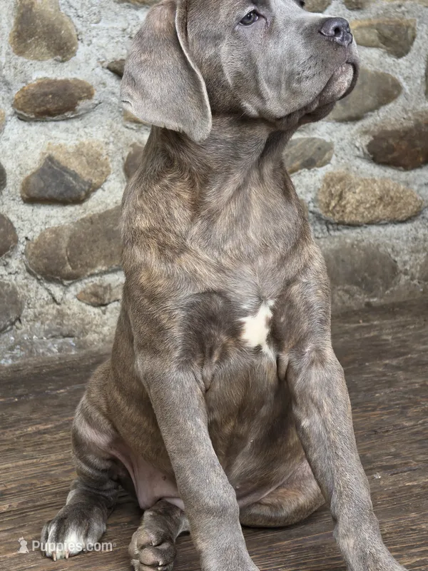 Lexus  – Cane Corso puppy for sale in Naugatuck, CT