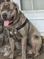 Lexus , a female Cane Corso for sale in Naugatuck, CT – 7 of 10