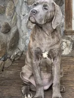 Lexus , a female Cane Corso for sale in Naugatuck, CT – 4 of 10
