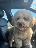 Buddy Love, a male Miniature Goldendoodle for sale in Frisco, TX – 3 of 9