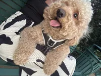 Buddy Love, a male Miniature Goldendoodle for sale in Frisco, TX – 2 of 9