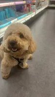 Buddy Love, a male Miniature Goldendoodle for sale in Frisco, TX – 5 of 9