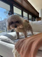 Buddy Love, a male Miniature Goldendoodle for sale in Frisco, TX – 4 of 9