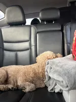 Buddy Love, a male Miniature Goldendoodle for sale in Frisco, TX – 9 of 9