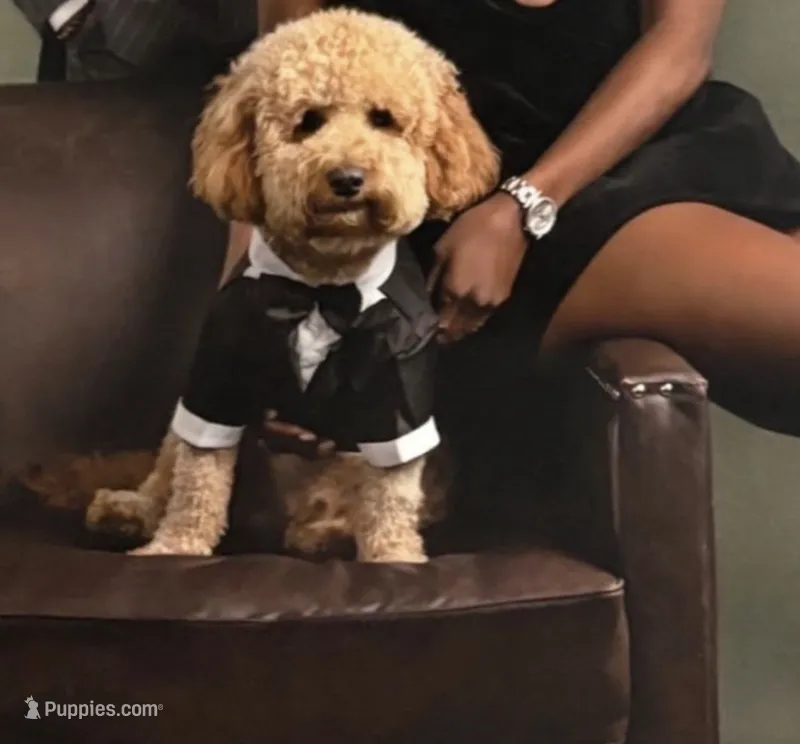 Buddy Love – Miniature Goldendoodle puppy for sale in Frisco, TX