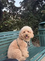 Buddy Love, a male Miniature Goldendoodle for sale in Frisco, TX – 8 of 9