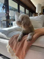 Buddy Love, a male Miniature Goldendoodle for sale in Frisco, TX – 6 of 9