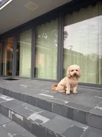Buddy Love, a male Miniature Goldendoodle for sale in Frisco, TX – 7 of 9