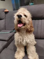 Buddy , a male Cocker Spaniel for sale in Chula Vista, CA – Photo 2 of 5