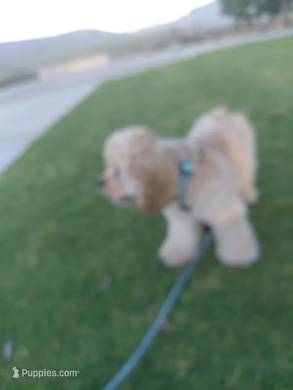 Buddy  – Cocker Spaniel puppy for sale in Chula Vista, CA