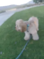 Buddy , a male Cocker Spaniel for sale in Chula Vista, CA – Photo 1 of 5