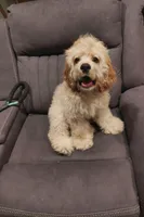 Buddy , a male Cocker Spaniel for sale in Chula Vista, CA – Photo 5 of 5